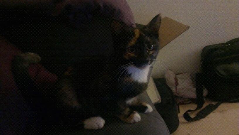 Blanding af racer Marie Curie billede 6