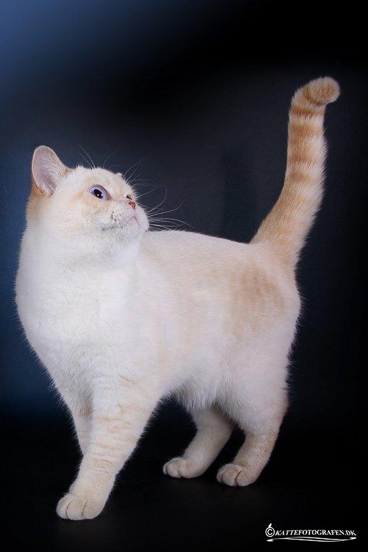 British Shorthair Mille billede 4