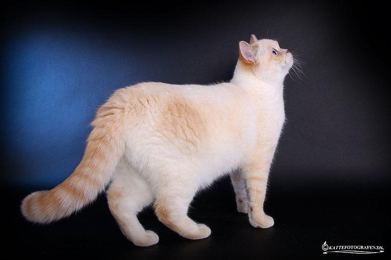 British Shorthair Mille billede 2