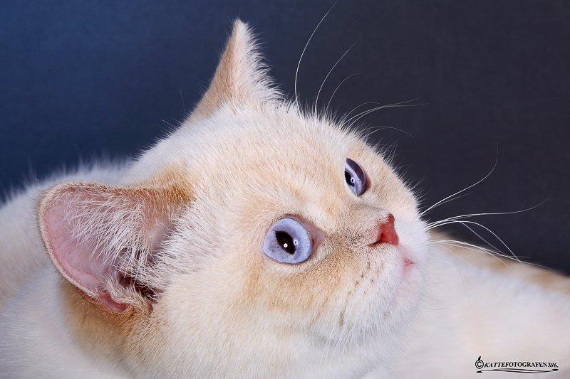 British Shorthair Mille billede 1