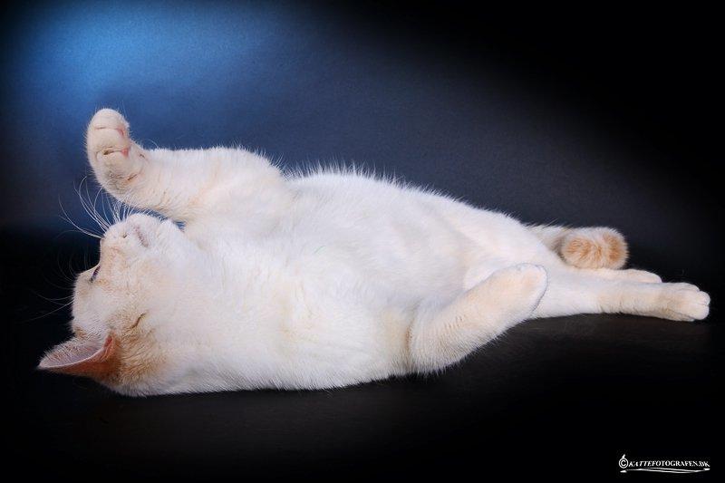 British Shorthair Mille billede 3