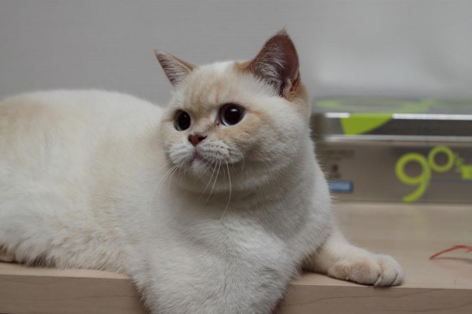 British Shorthair Mille billede 5