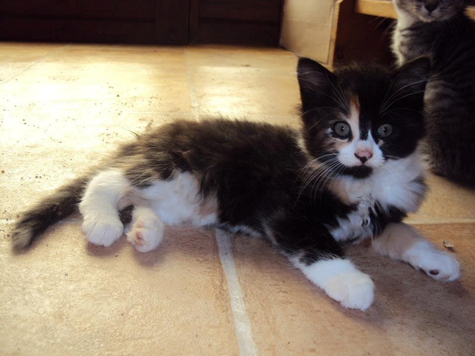 Blanding af racer Thia's Best Sadie Meow - Hejsa og velkommen til min profil :o) billede 1