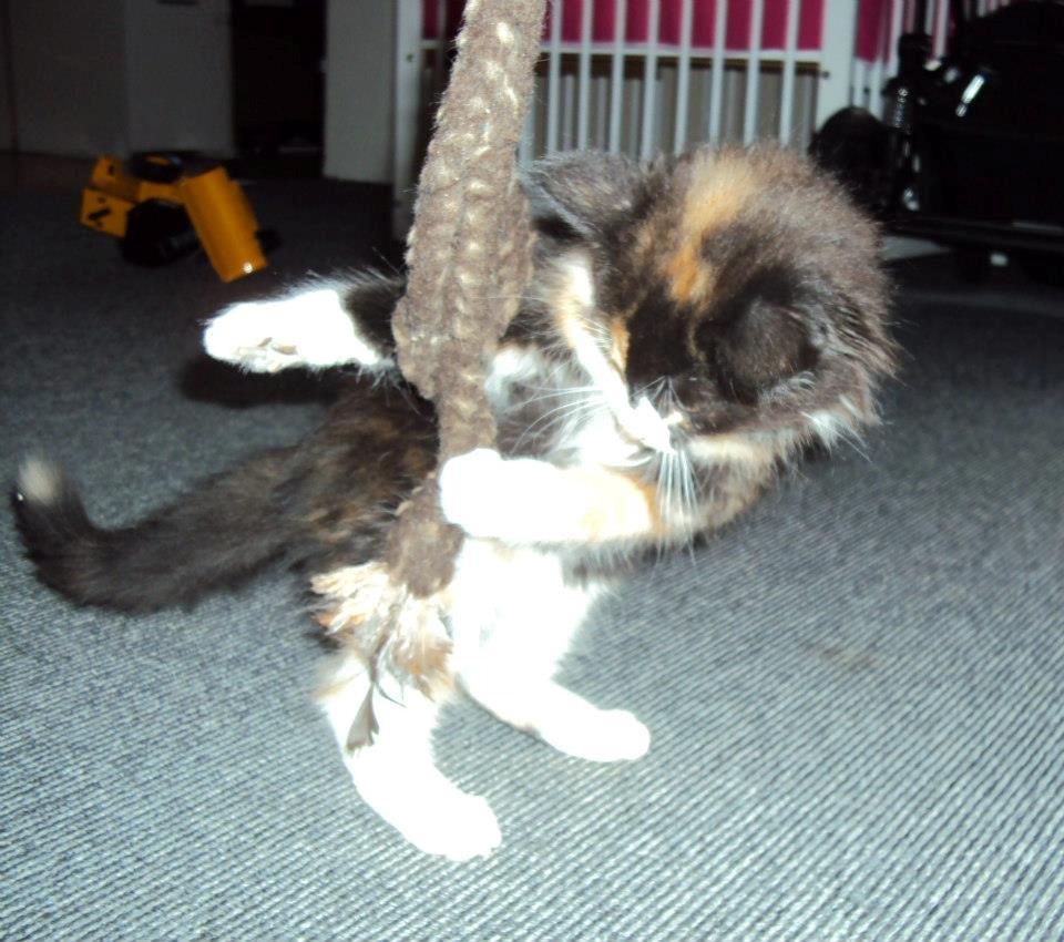 Blanding af racer Thia's Best Sadie Meow - Jeg er noget så legesyg .. Er lissom en killingekattemis jo :o) billede 2