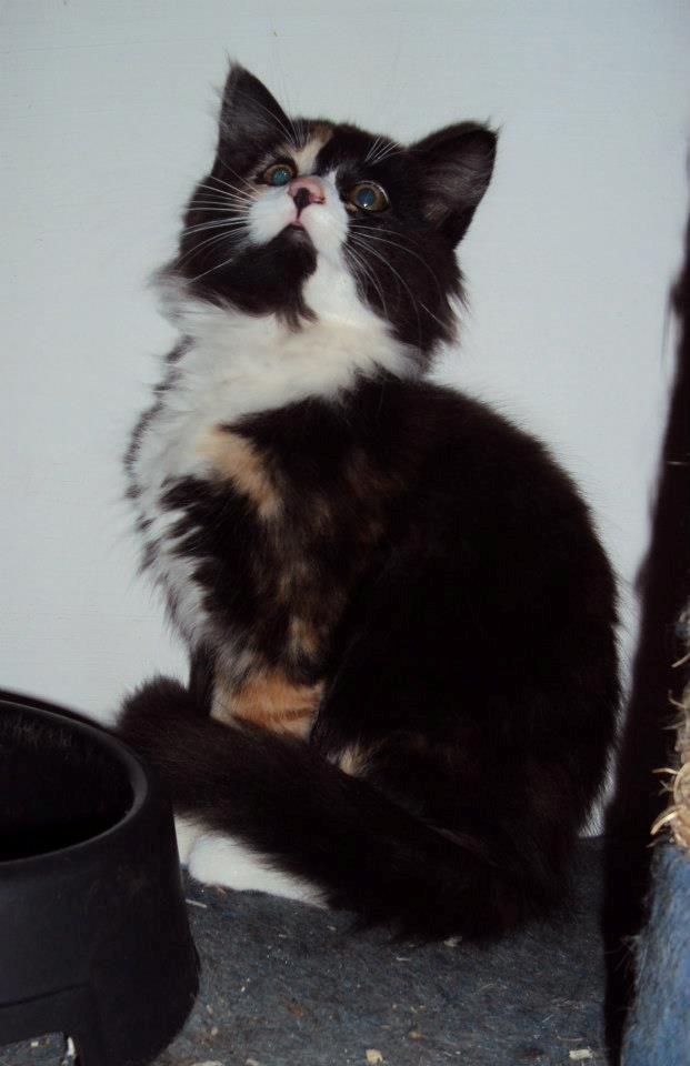 Blanding af racer Thia's Best Sadie Meow - Uhh hu ... What's up there? billede 3