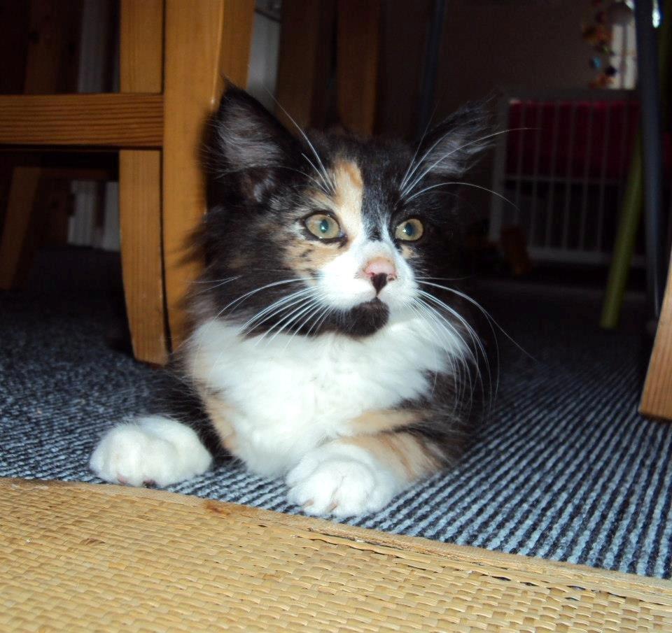 Blanding af racer Thia's Best Sadie Meow - Pause :o) billede 4