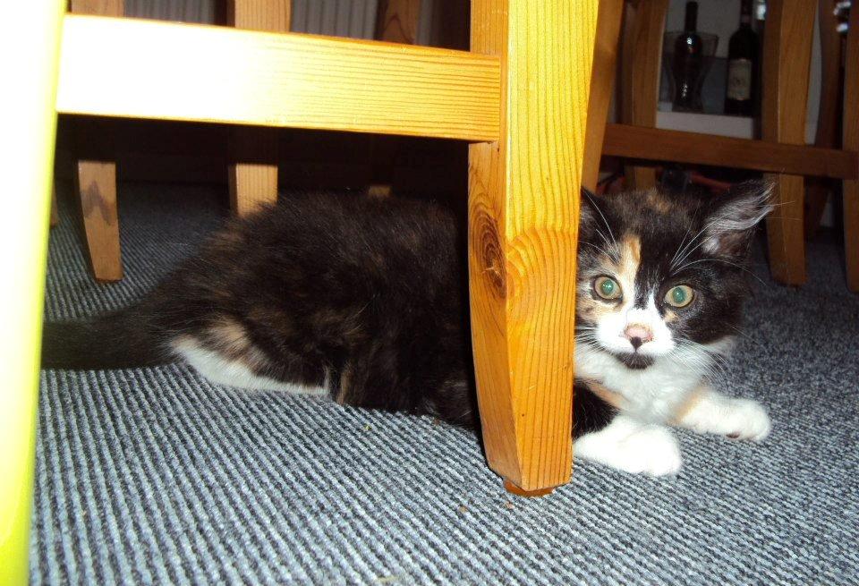 Blanding af racer Thia's Best Sadie Meow - Jeg er for sej til det her gemmeleg. I kan slet ikke se mig vel? billede 5