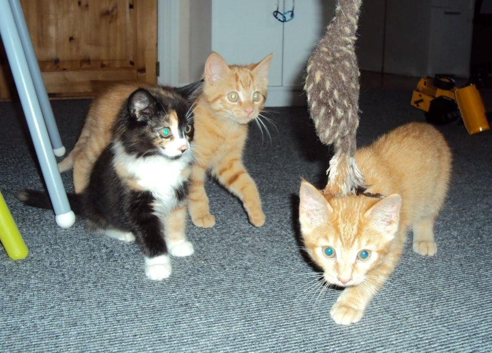 Blanding af racer Thia's Best Sadie Meow - Et par af mine 9 søskende og mig ... billede 6