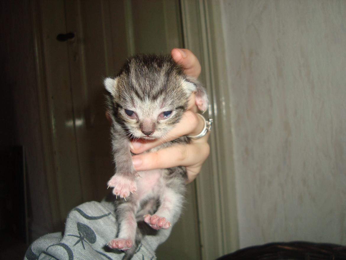 Huskat Peanut billede 7