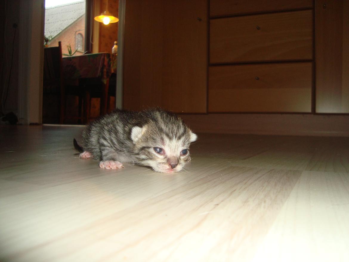 Huskat Peanut billede 8