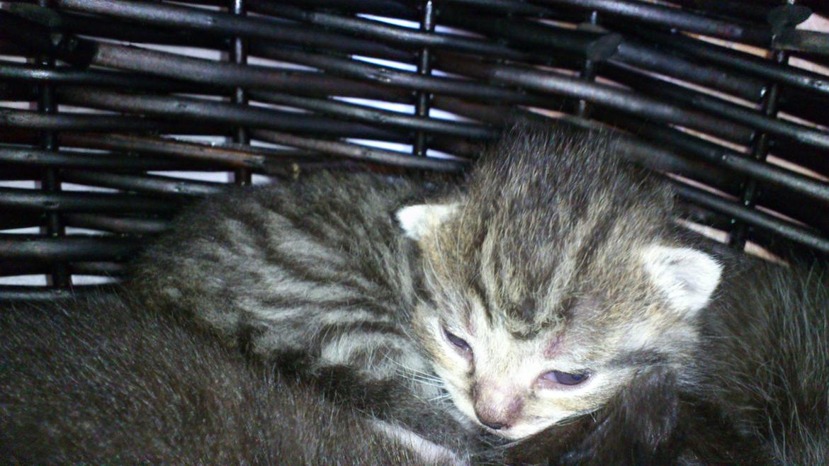 Huskat Peanut billede 9