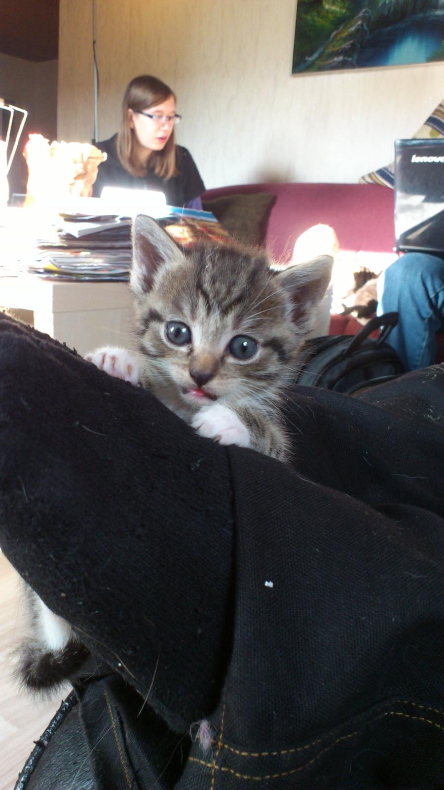 Huskat Peanut billede 10