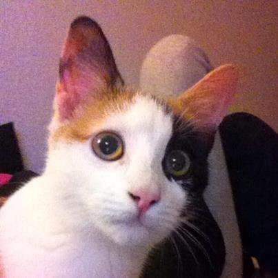 Huskat Pippy billede 5