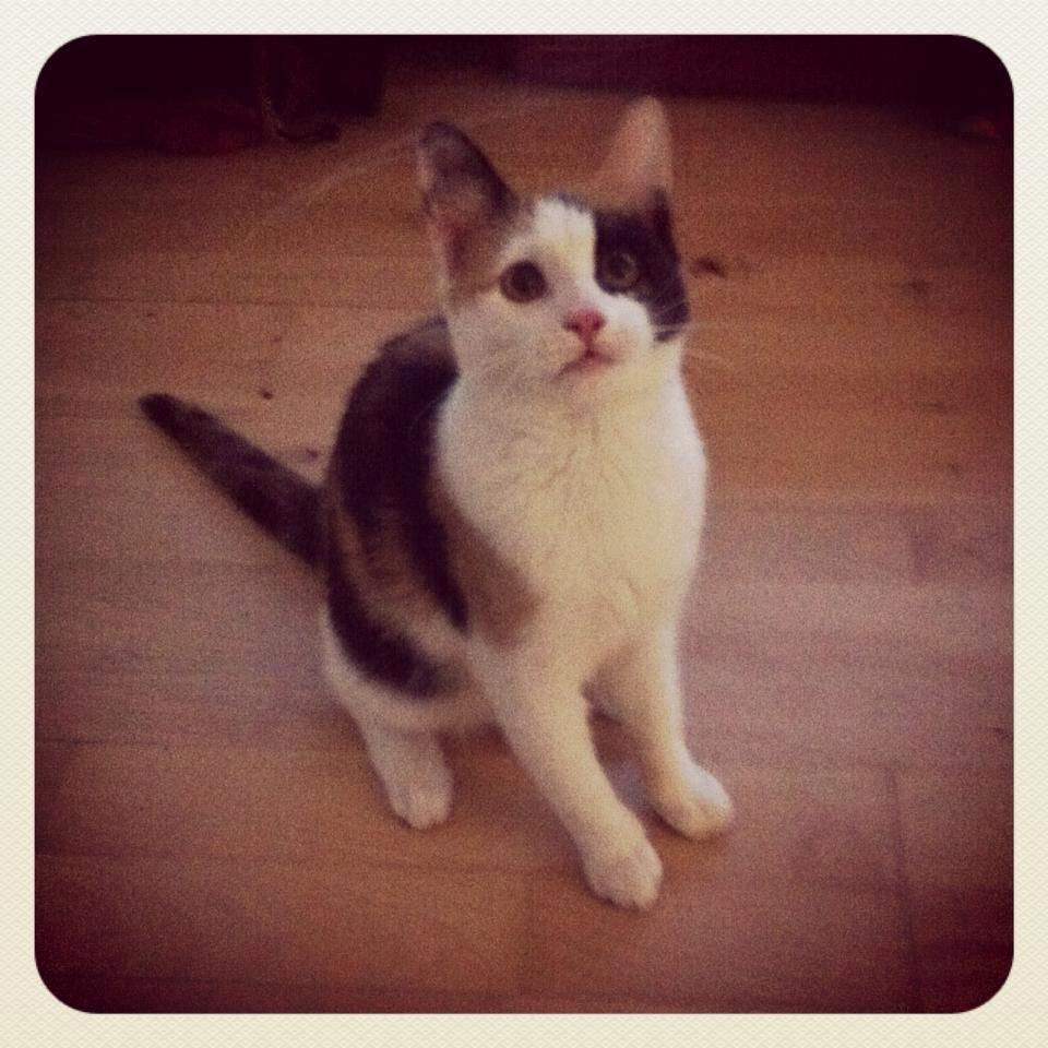 Huskat Pippy billede 6