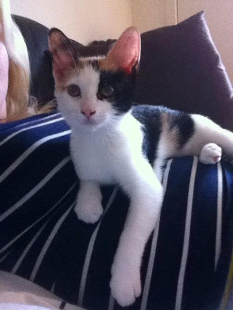 Huskat Pippy billede 7