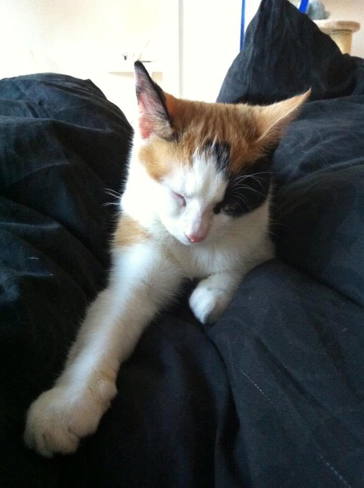 Huskat Pippy billede 8