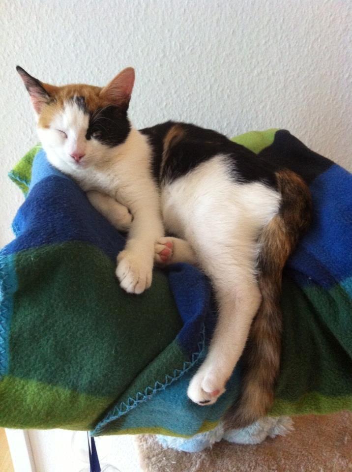 Huskat Pippy billede 4