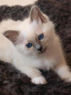 Hellig Birma Gaia billede 1