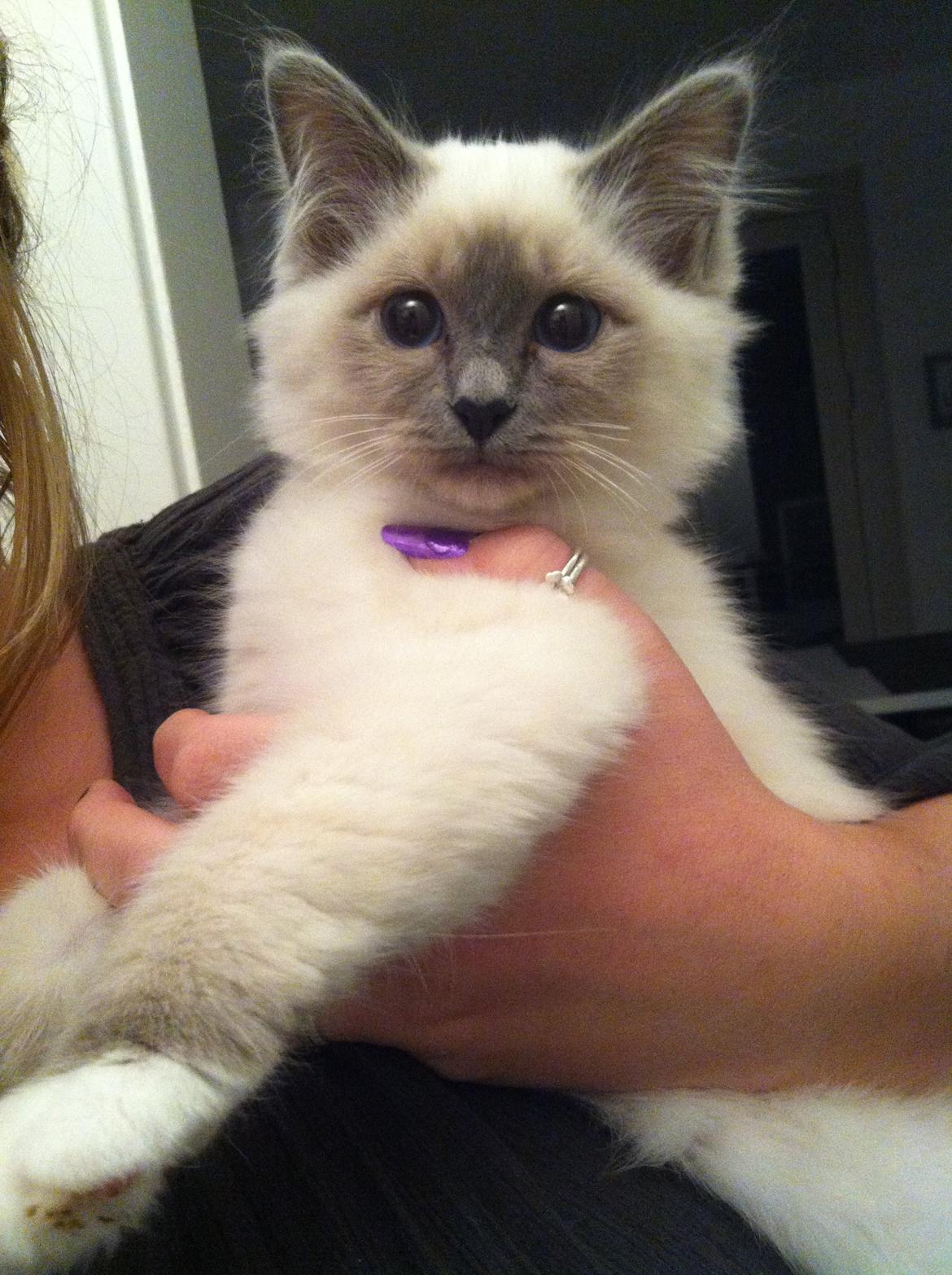 Hellig Birma Gaia billede 2