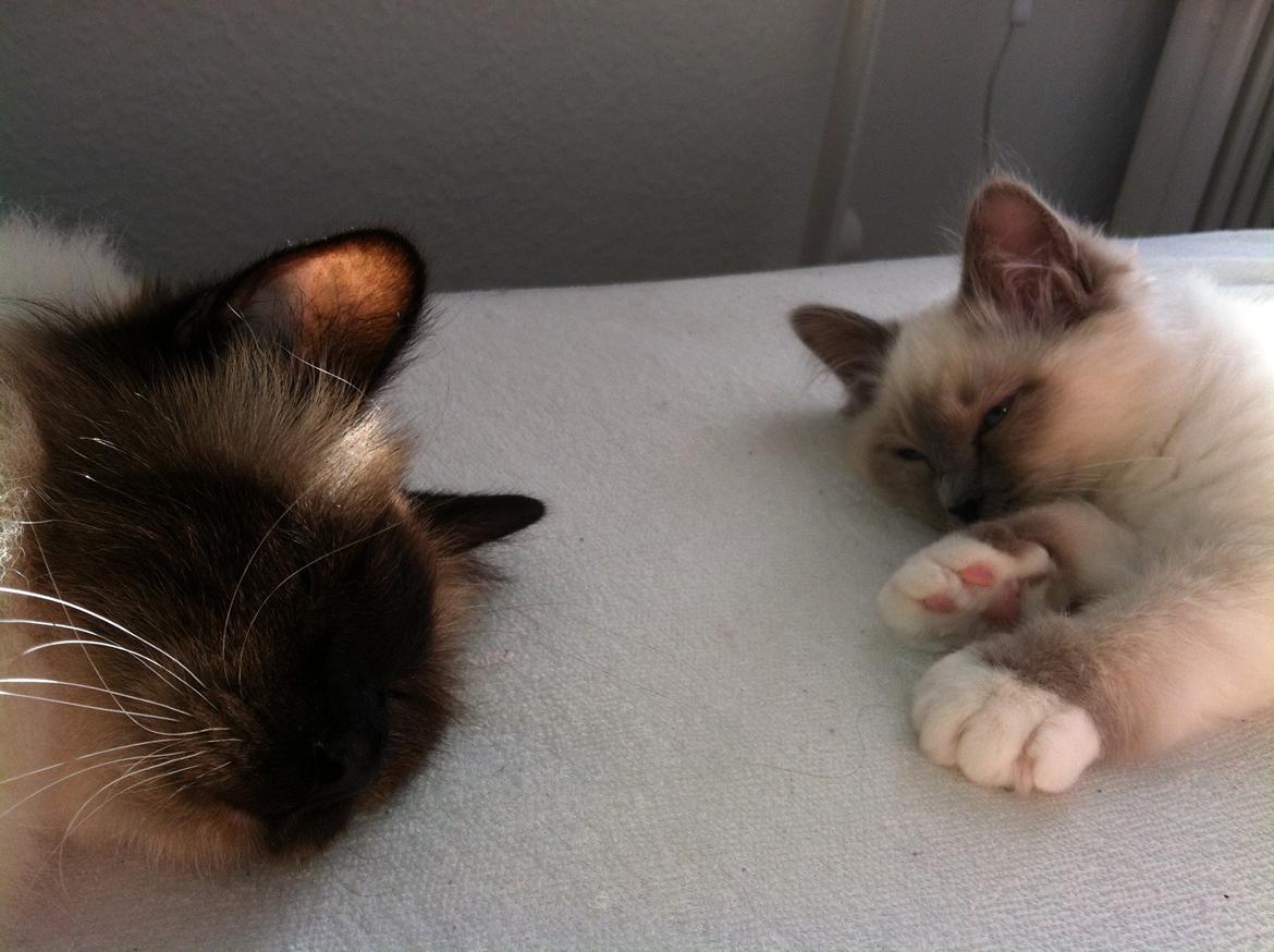 Hellig Birma Gaia billede 3