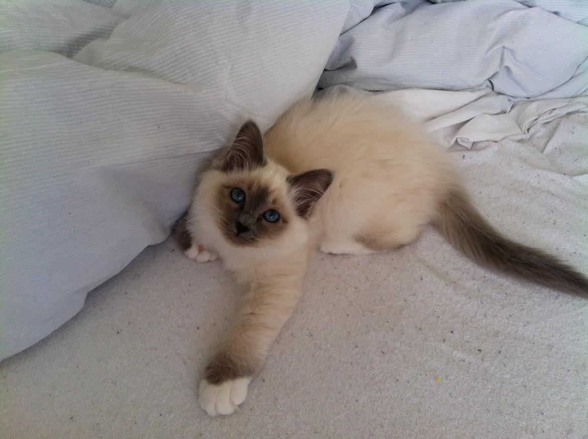 Hellig Birma Gaia billede 4