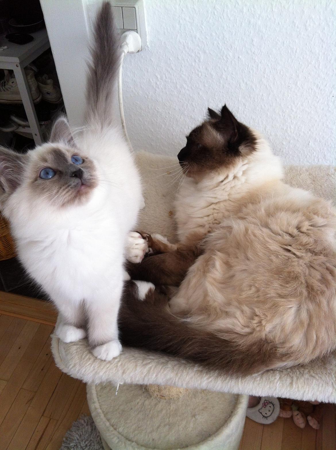 Hellig Birma Gaia billede 6