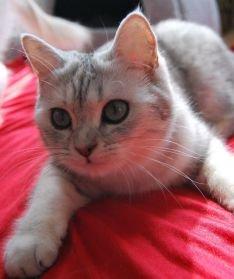 British Shorthair Daisy billede 1