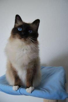 Hellig Birma Sluggi billede 1