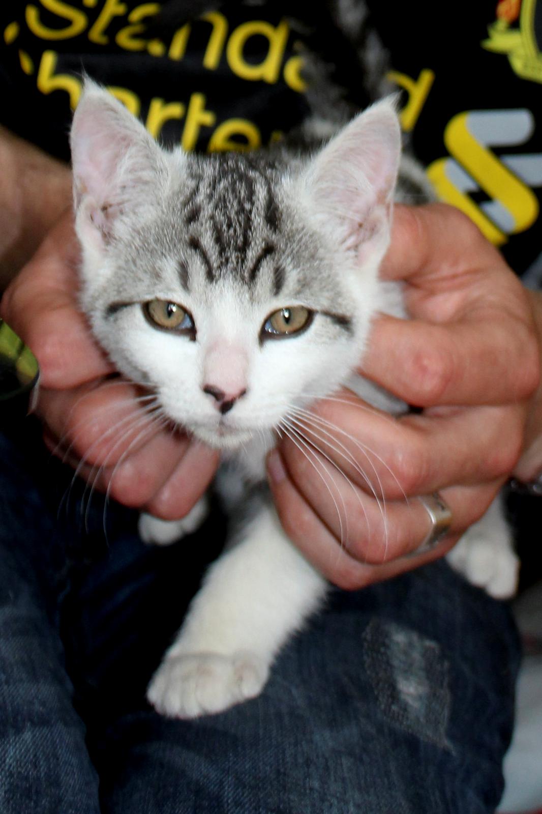 Huskat Geist billede 2