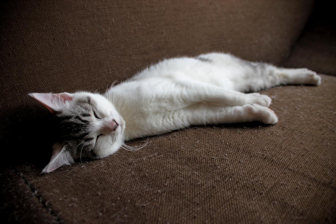 Huskat Geist billede 3