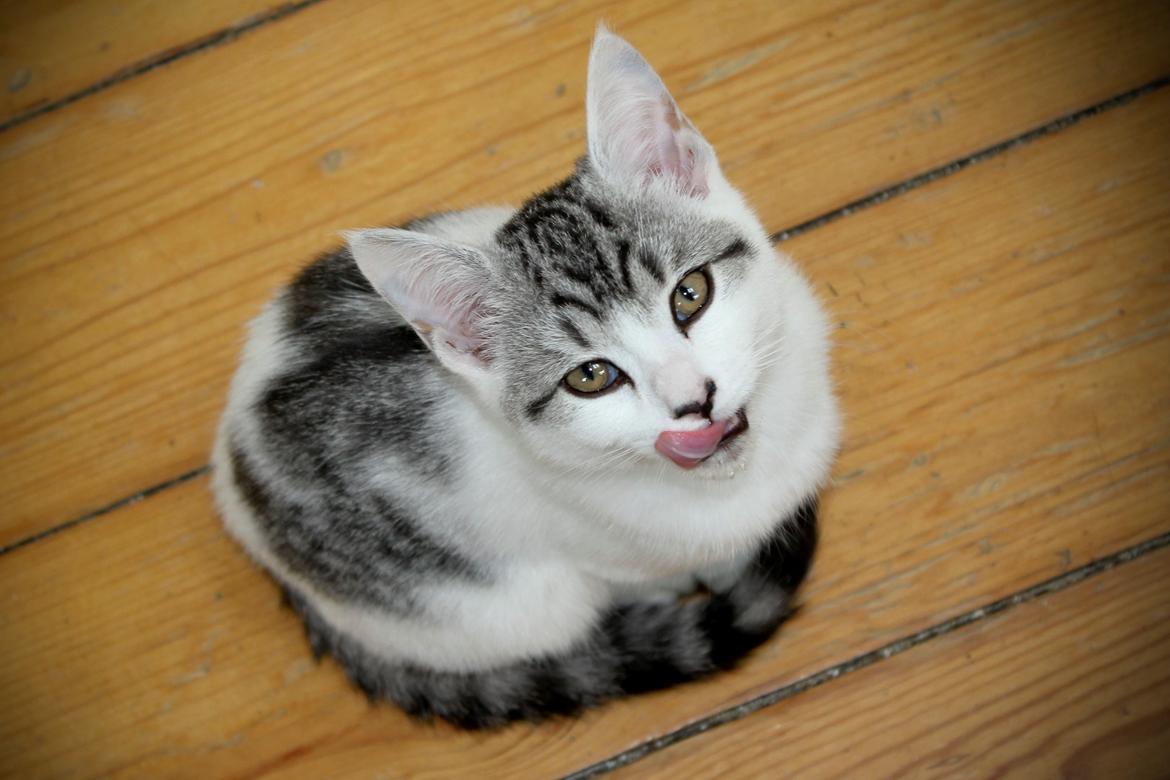 Huskat Geist billede 1