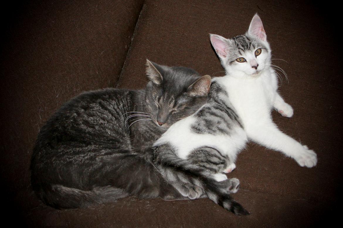 Huskat Geist billede 4