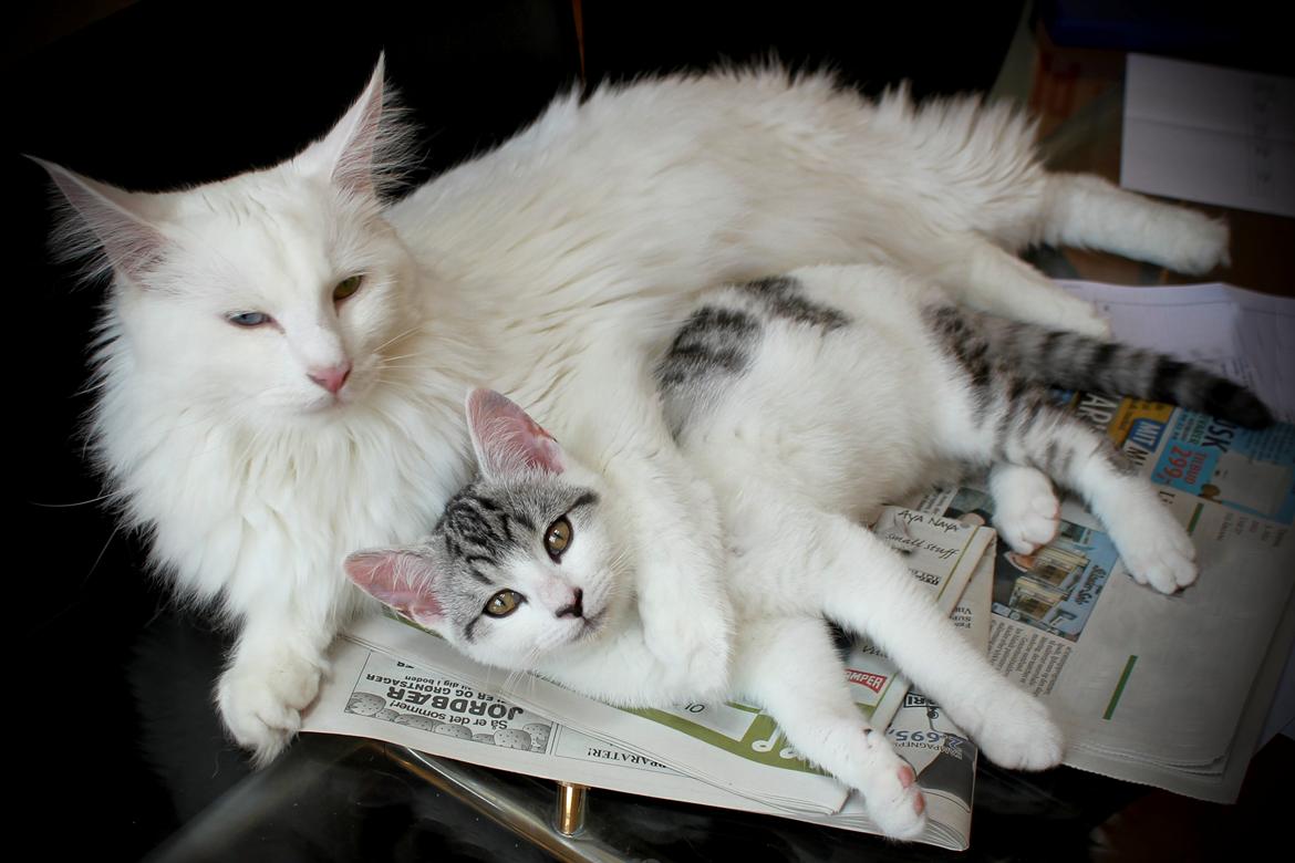 Huskat Geist billede 5