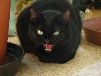 Blanding af racer Chili - Angry cat ;-) billede 16