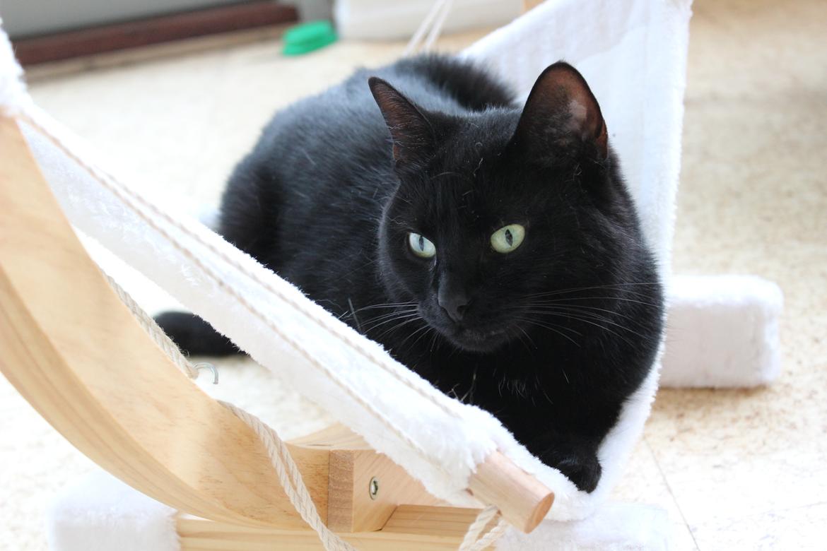 Blanding af racer Chili - Chili i hængekøjen billede 18