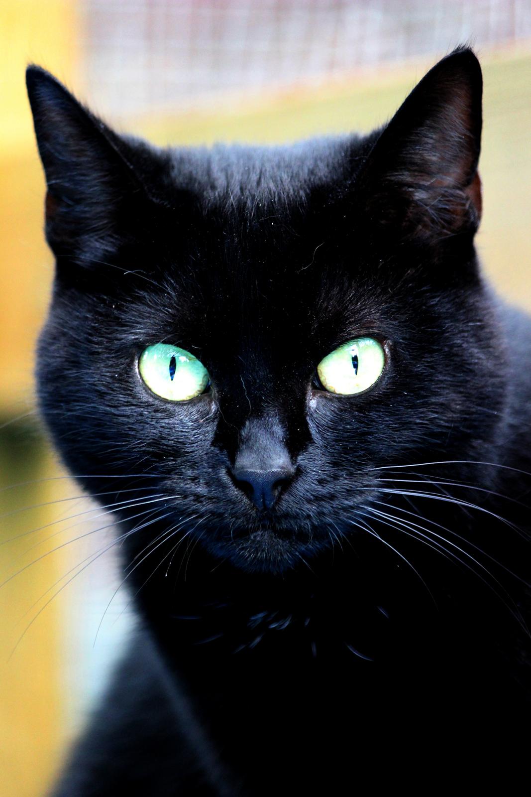 Blanding af racer Chili - Smukke sorte Chili :-)
 billede 1