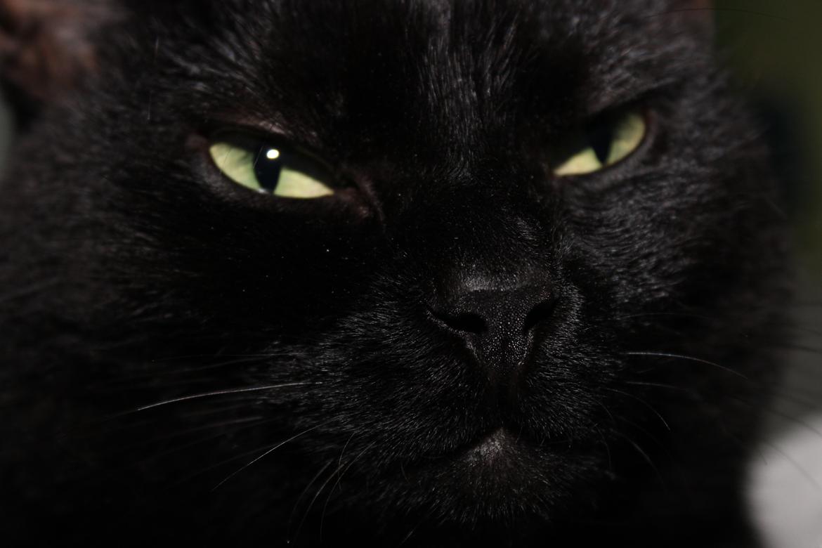 Blanding af racer Chili billede 19