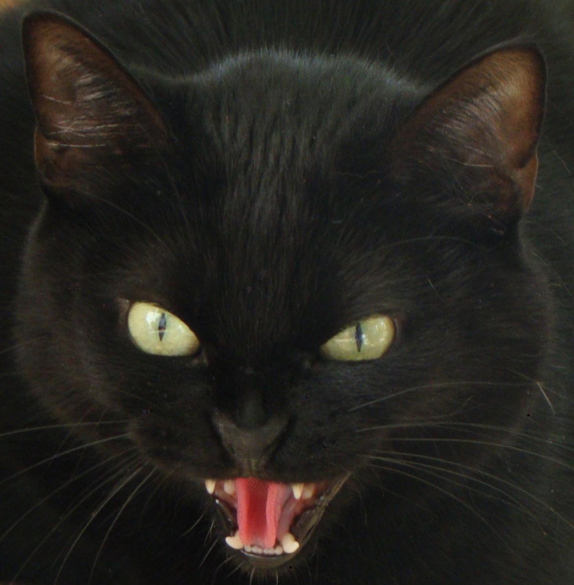 Blanding af racer Chili - Angry cat (tæt på) billede 17