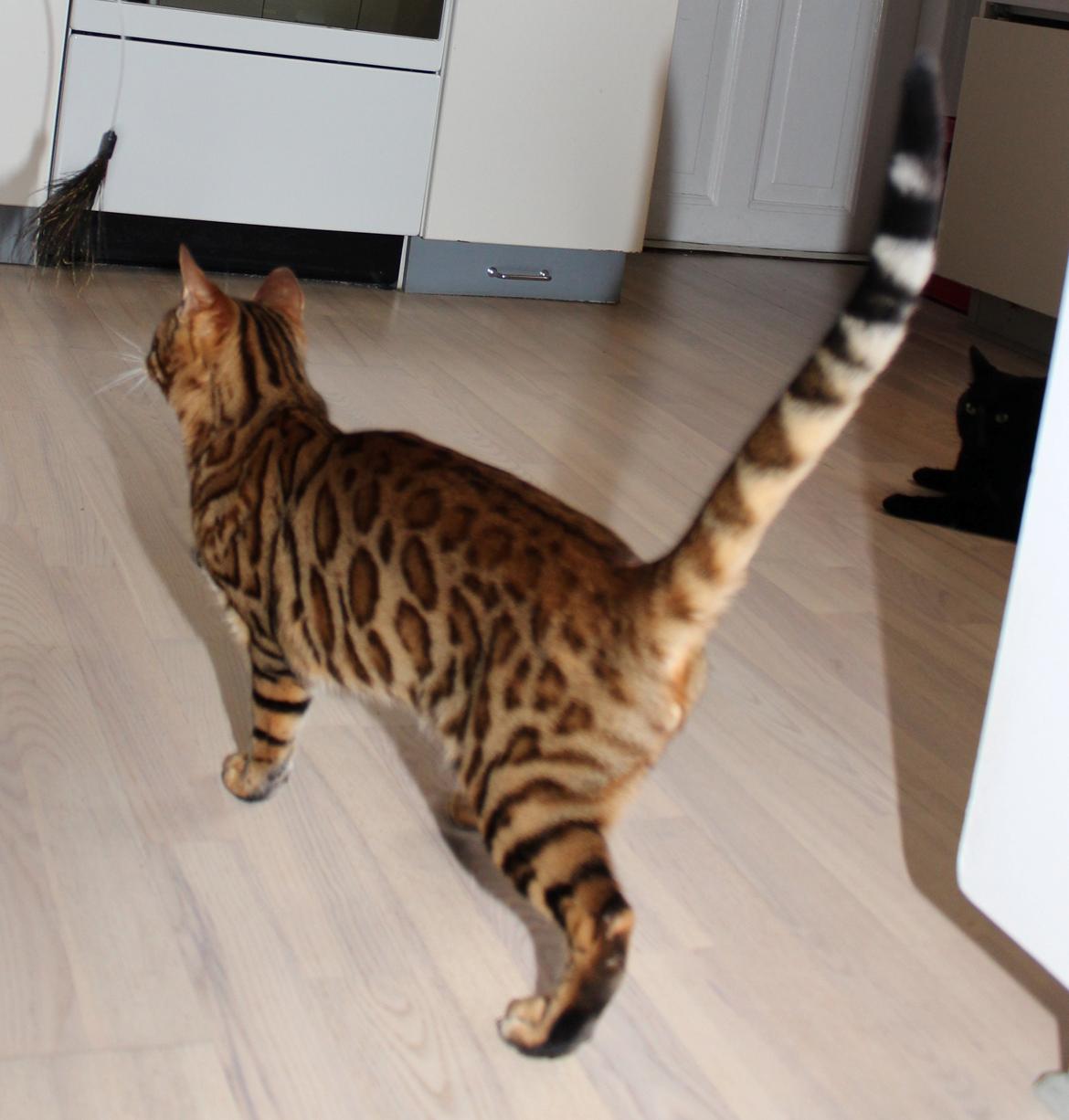 Bengal Chayton - Lækker dreng :-) billede 19