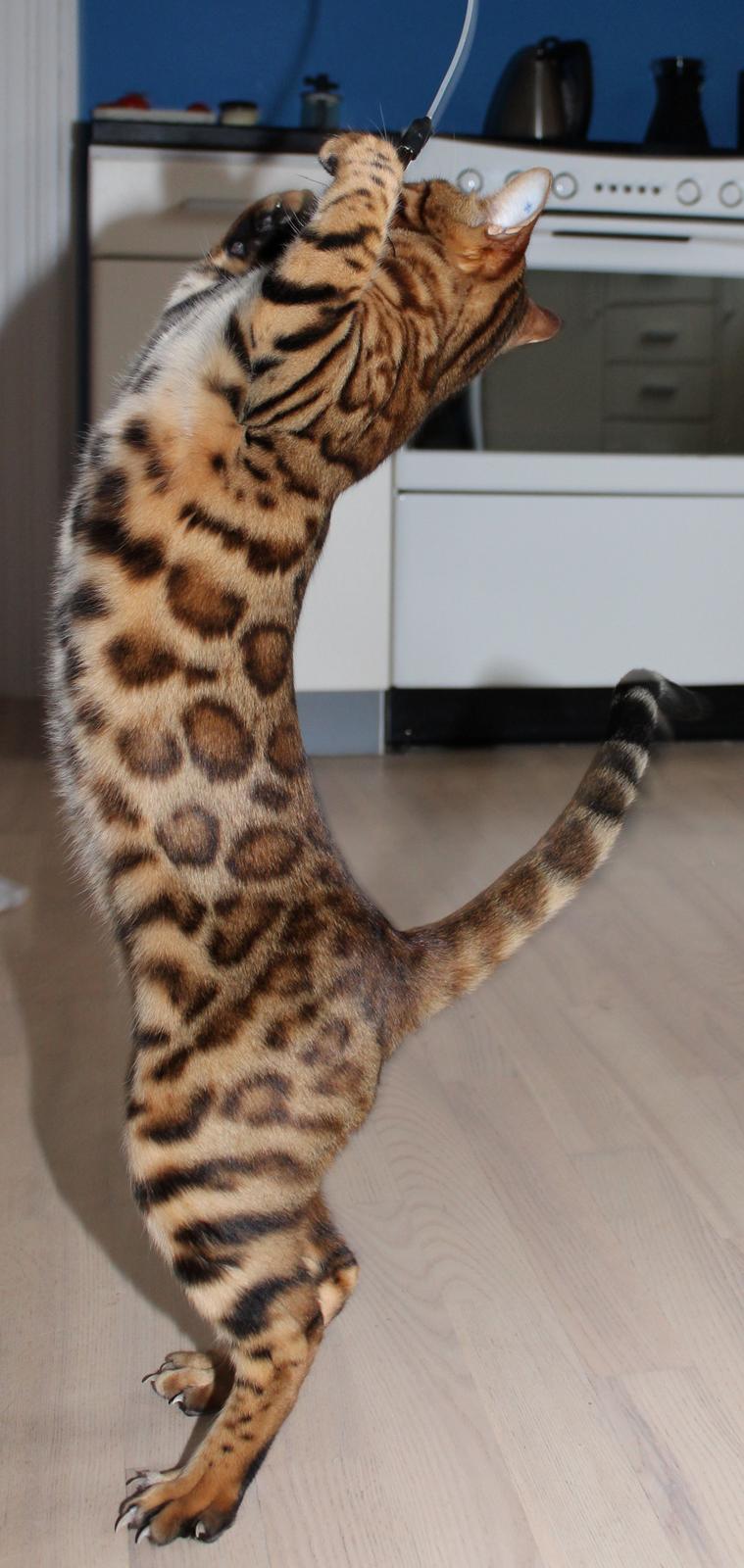 Bengal Chayton - Smukke katte-dreng med fantastiske rosetter billede 20