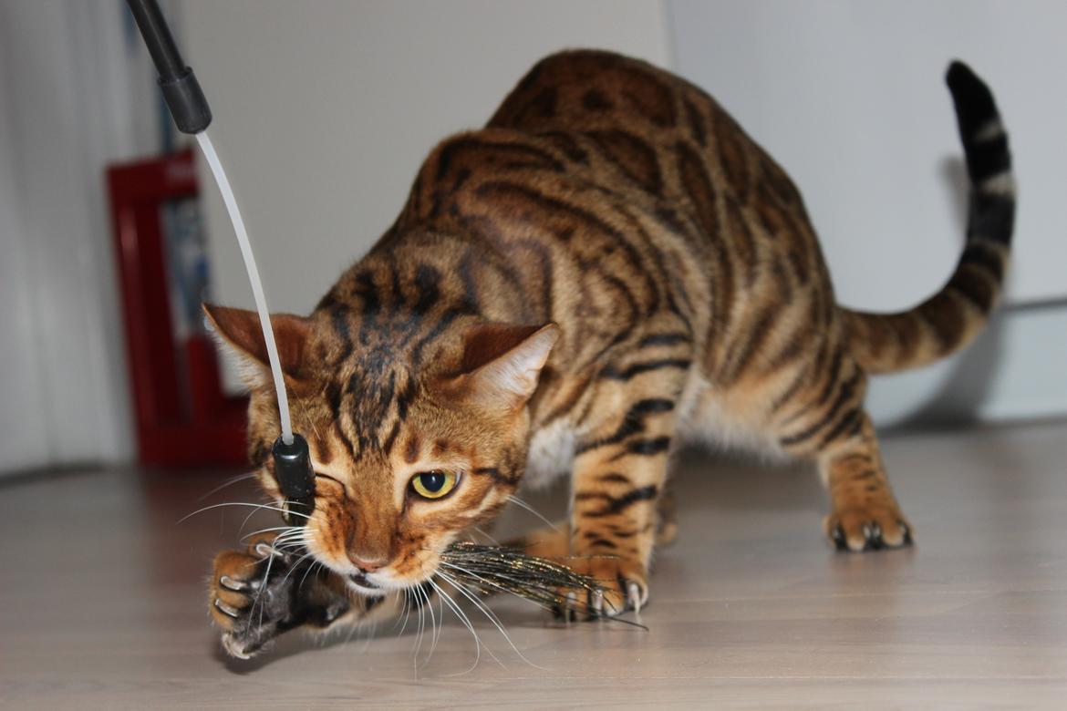 Bengal Chayton - Grrrrrr :-) billede 2