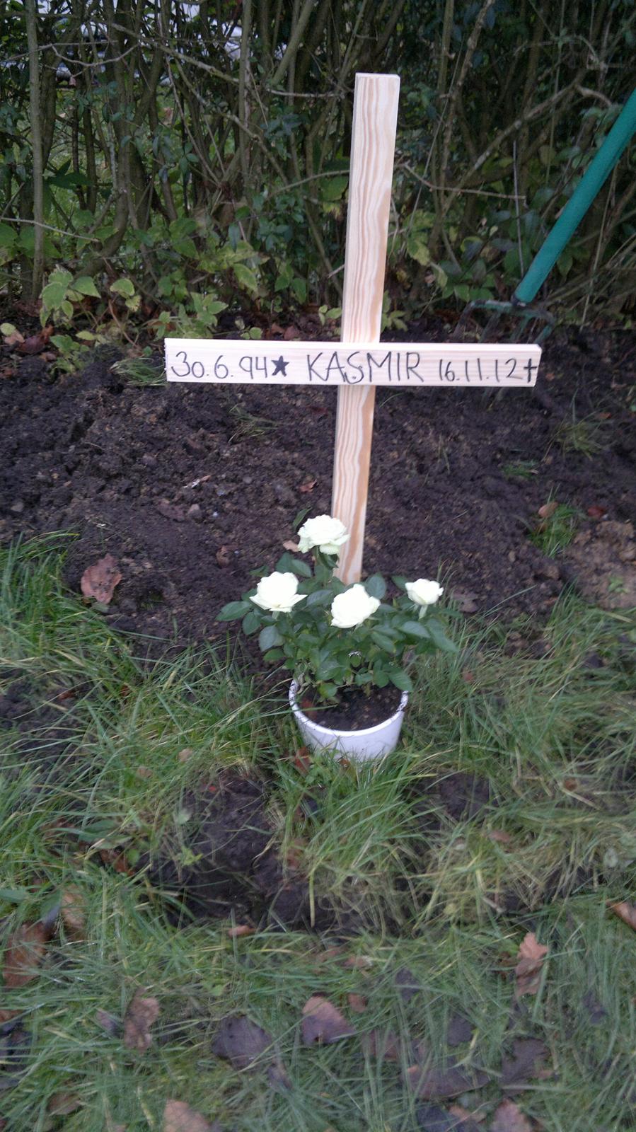 Huskat Kasmir - HVIL I FRED :( - Du har fulgt mig gennem mit liv længere end jeg kan huske. Du fulgte mig i børnehave, du fulgte mig i skole, du ventede på mig til jeg fik fri, og fulgtes med mig hjem. Mange ville nok sige du bare var en kat, men for mig var du mere end det. Du var min v billede 10