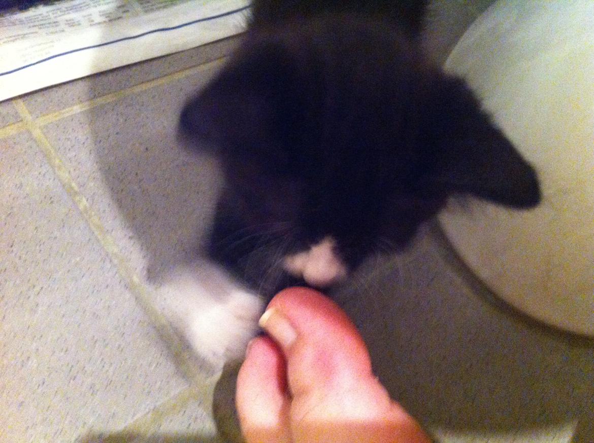 Blanding af racer Tigaro(solgt) hedder Simba nu. - overfalder tæer billede 9