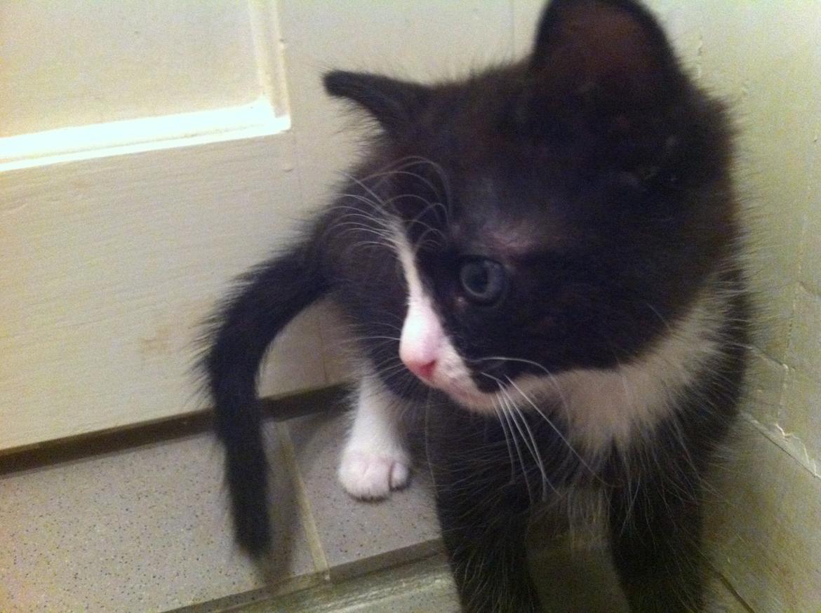 Blanding af racer Tigaro(solgt) hedder Simba nu. billede 10