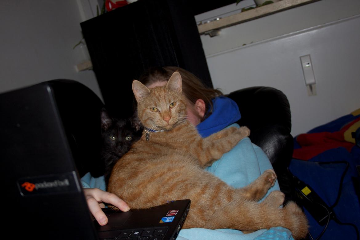 Huskat Kela "Sommersol" - Har du problemer, menneskemor? Synes du ikke at vi er smukkere, end der på dit skød?  billede 3