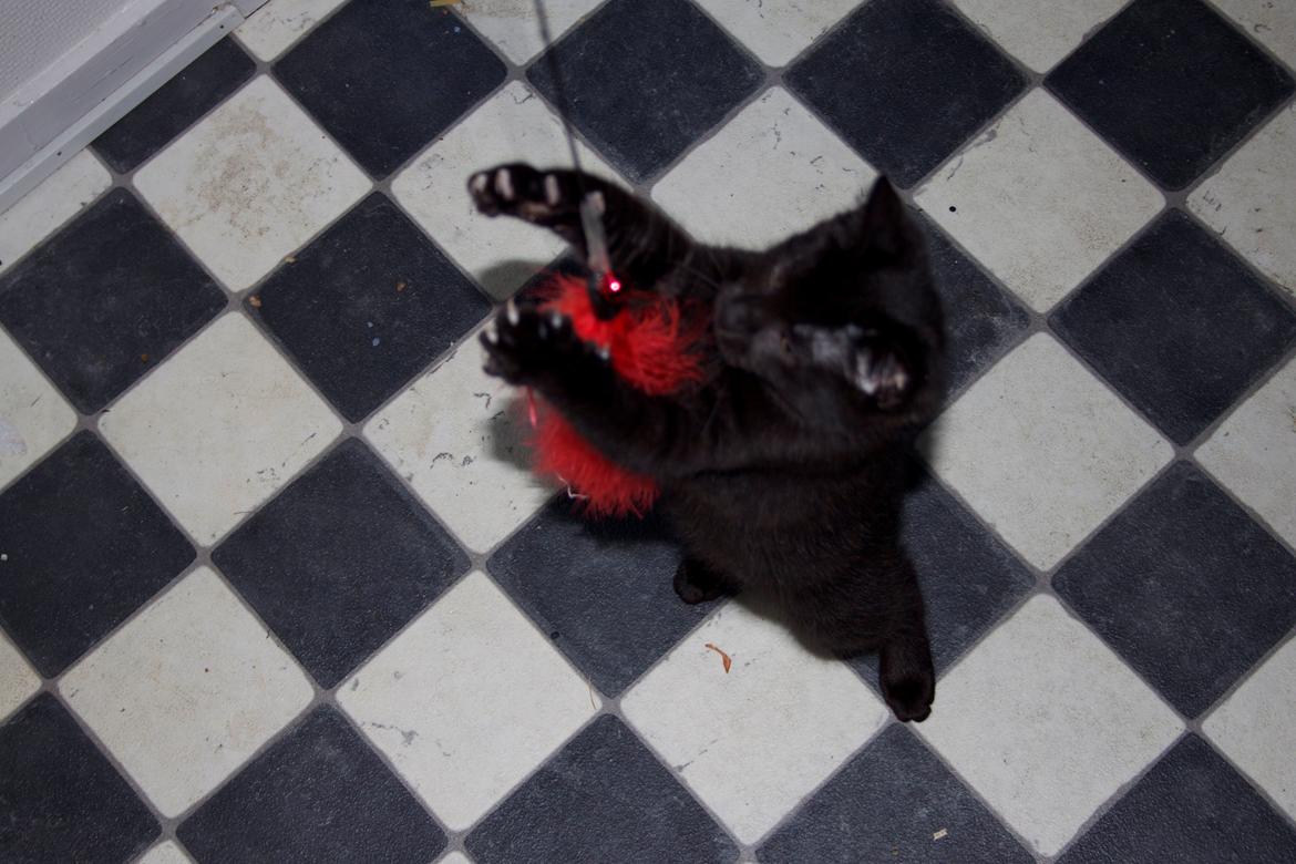 Huskat Aslan "Brumbasse" billede 2
