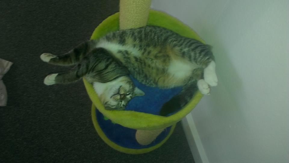 Blanding af racer Dehli billede 1