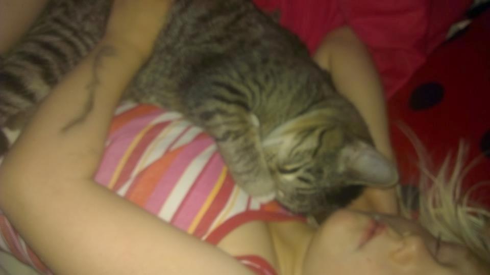 Blanding af racer Dehli billede 15