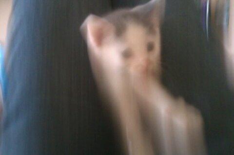 Blanding af racer bella billede 5