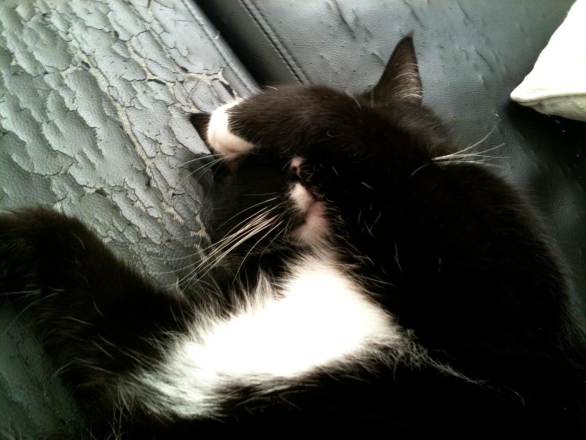 Huskat BlackJack billede 6